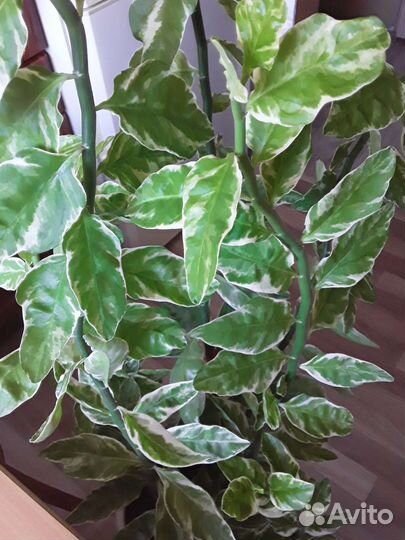 Педилантус