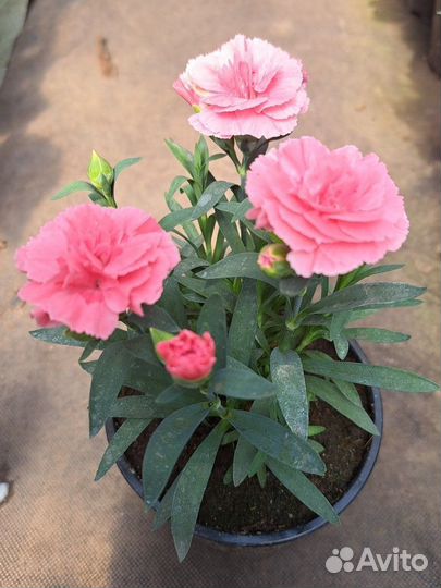 Гвоздика садовая