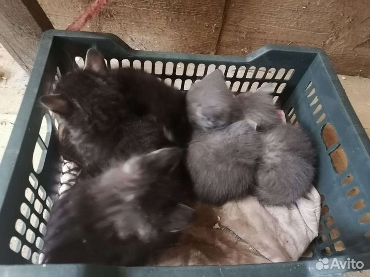 Кошки в добрые руки бесплатно