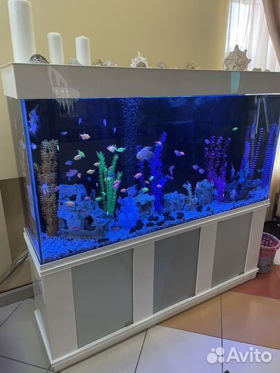 Три аквариума для рыб