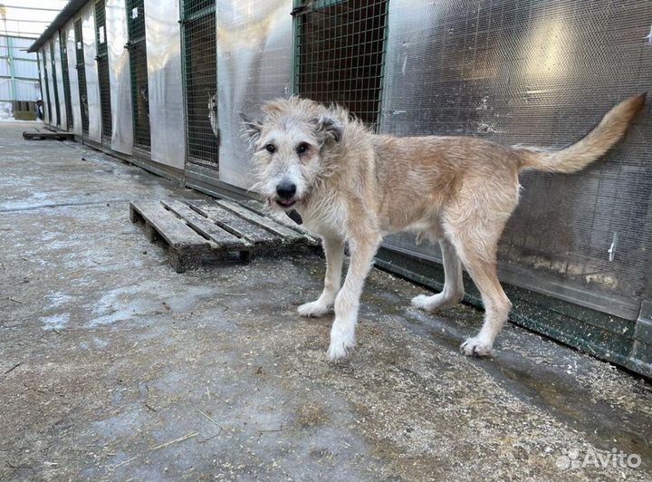 Пожилой бывшедомашний пес в приюте