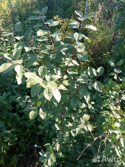 Тёрн - Терновник - Слива колючая