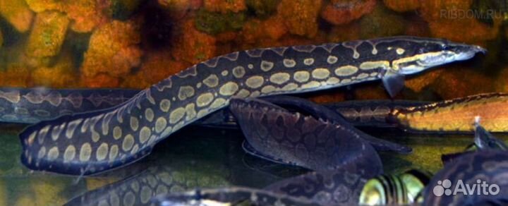 Мастацембел арматус 6-7см - Mastacembelus armatus