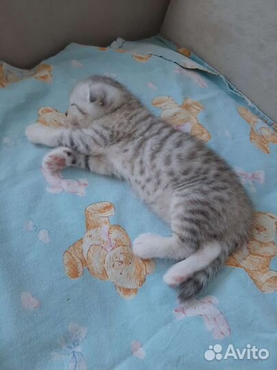 Шотландский котёнок