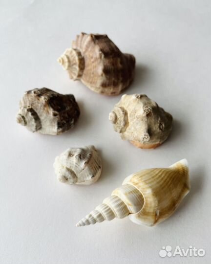 Ракушки. Для аквариума