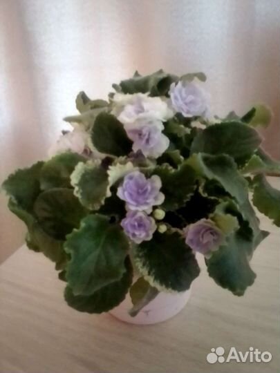 Фиалка сортовая