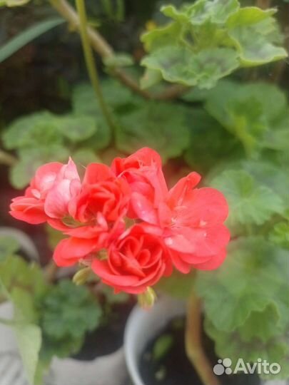 Герань пеларгония