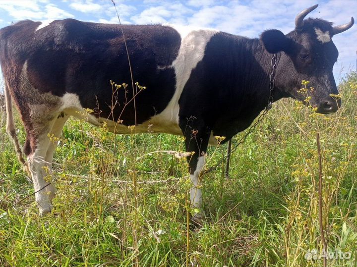 Телка стельная