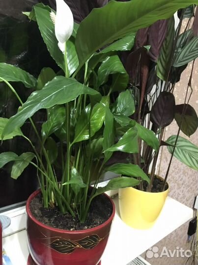 Спатифиллум женское счастье в керамическом горшке