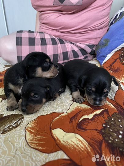 Той-терьер щенки