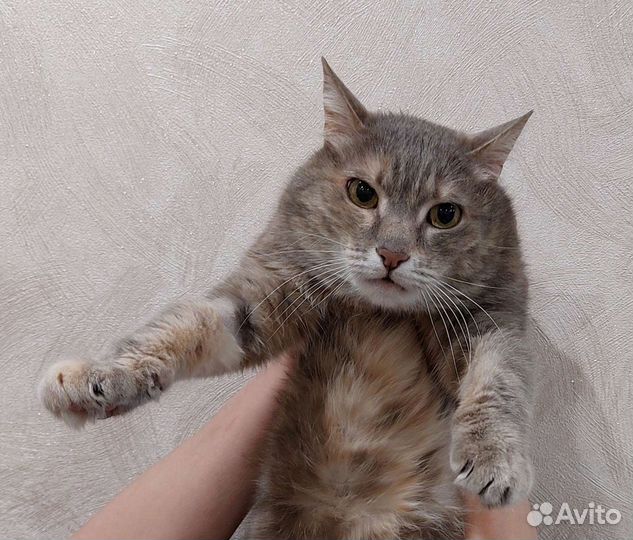 Кошка умная необыкновенная 3.5 года