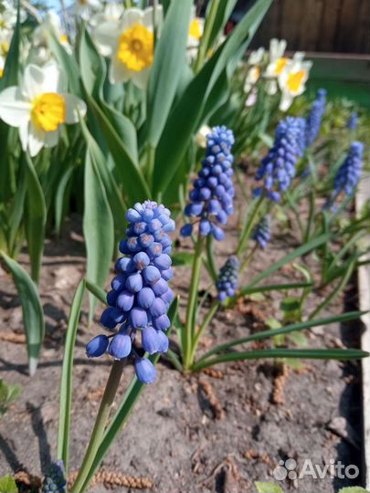 Луковицы мускари
