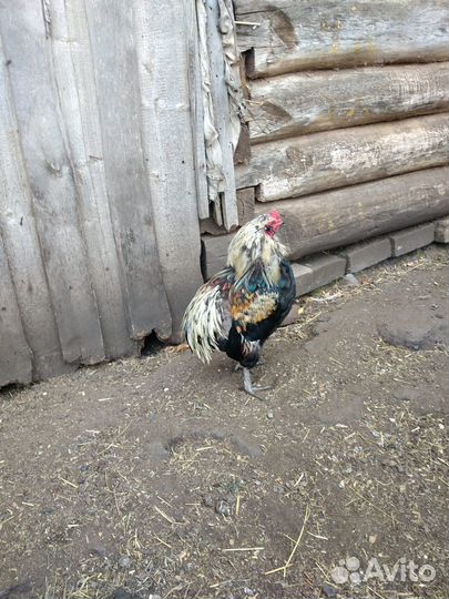 Петух Араукан