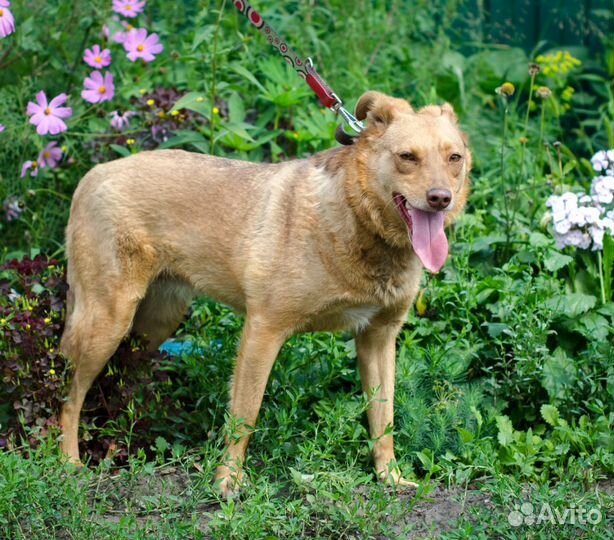 Стерилизованная собака Жужа
