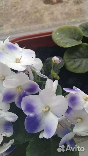 Сингониум,строманта,фиалка