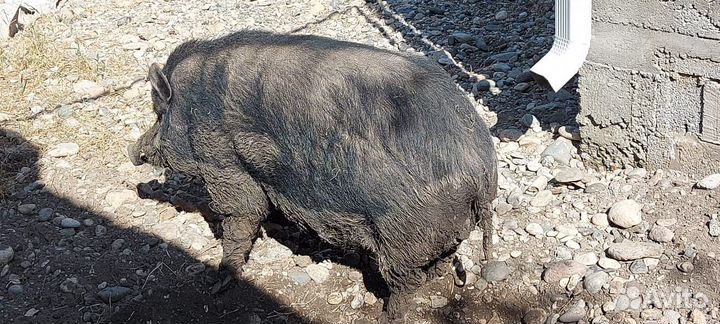 Вьетнамский хряк