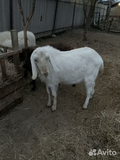 Нубийский козел