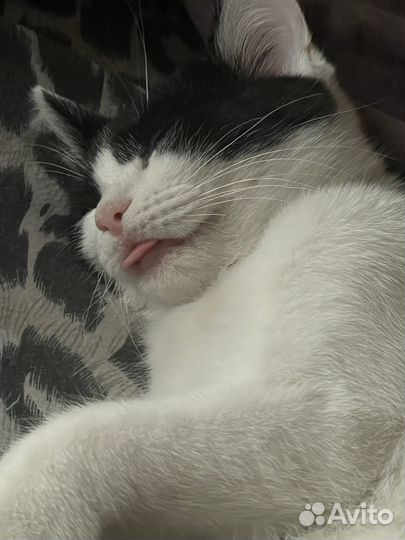 Котенок