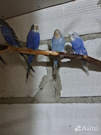 Волнистые попугаи только опт,кареллы,неразлучники