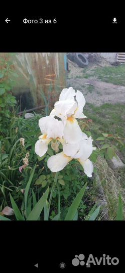 Ирисы 1.5 метра высотой, цветы 25 см в диаметре