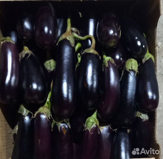 Помидор. Кабачок. баклажан. перец