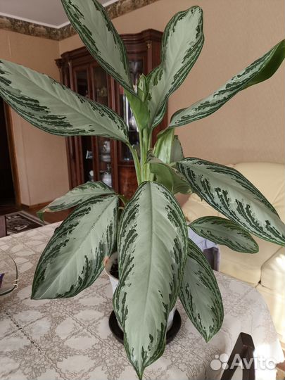 Комнатные цветы