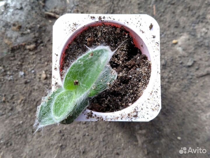 Сциндапсусы, Эпипремнумы,Традесканции,Зефирантесы