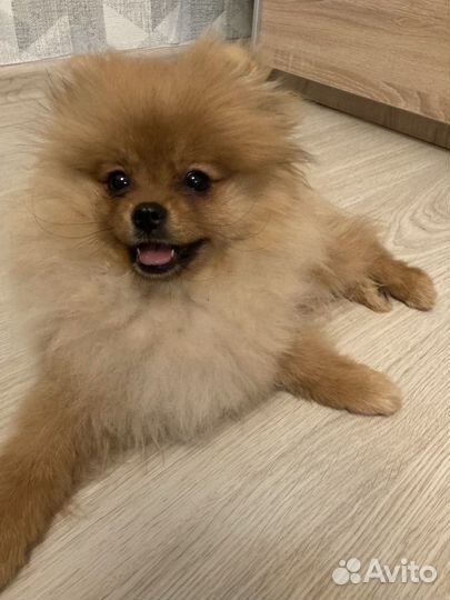 Шпиц мини щенок