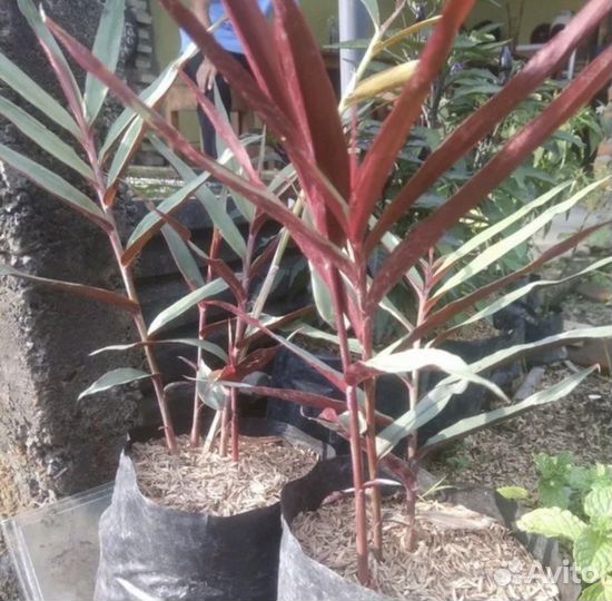 Антуриум Кларинервиум, Alpinia-имбирь