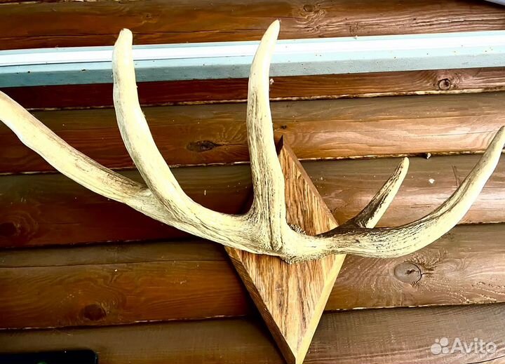 Продам рога лося