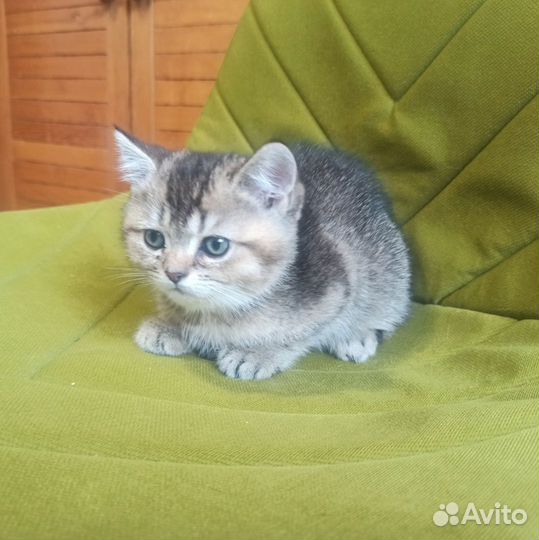 Котята британские