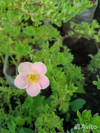 Цветущие кустарники