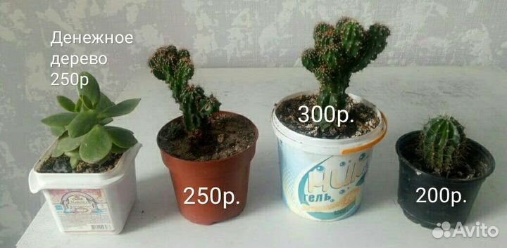 Цветы разные