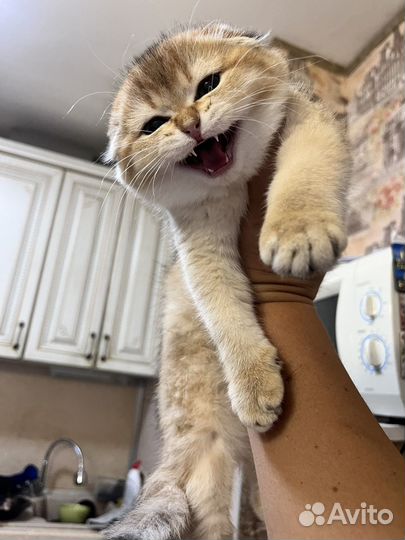 Шотландская