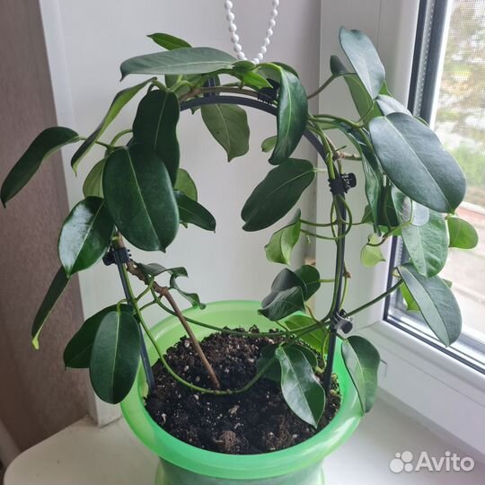 Стефанотис