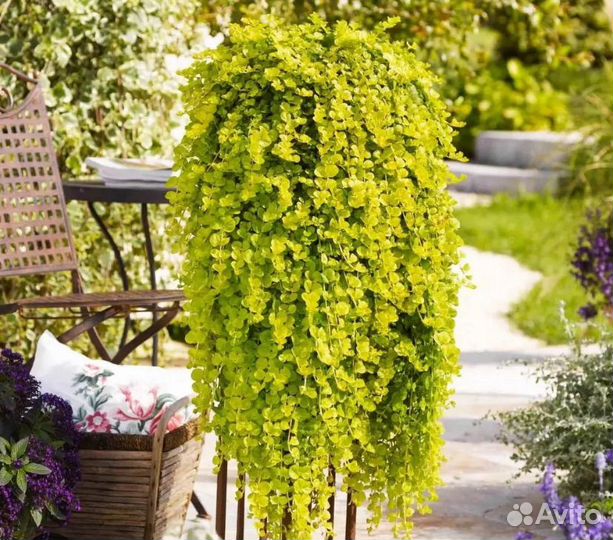 Вербейник монетчатый ауреа