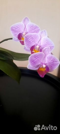 Орхидея фаленопсис мультифлора
