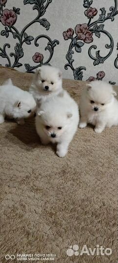 Щенки шпица