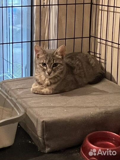 Джессика ищет дом