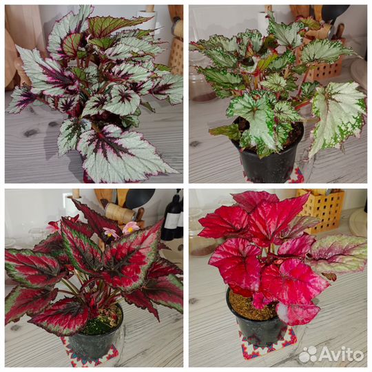 Бегония Rex