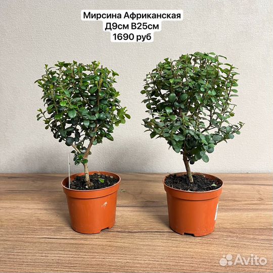 Растения для дома