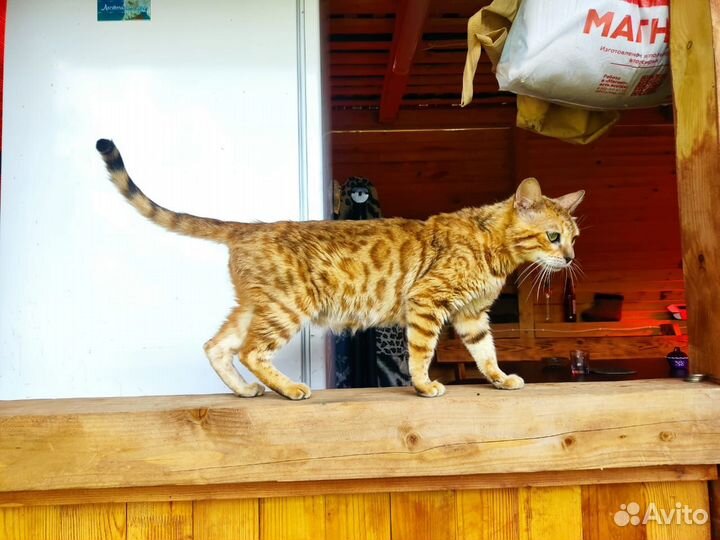 Кошки бенгальской породы. Взрослые. Бесплатно