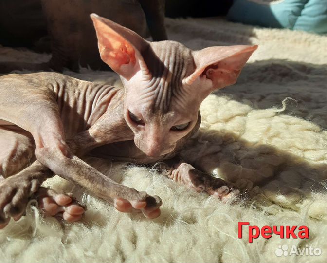 Только в ответственные руки