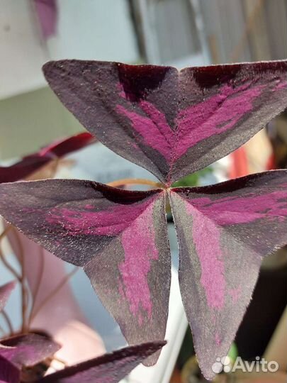 Оксалис бабочка