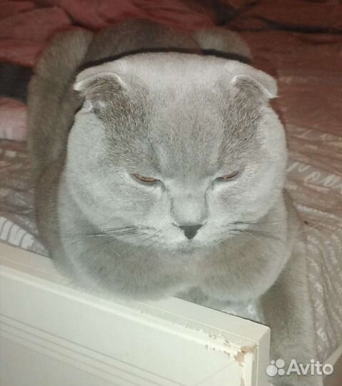 Британские вислоухие котята