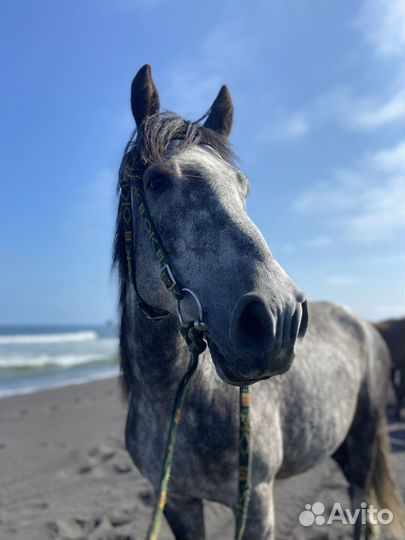 Конные прогулки