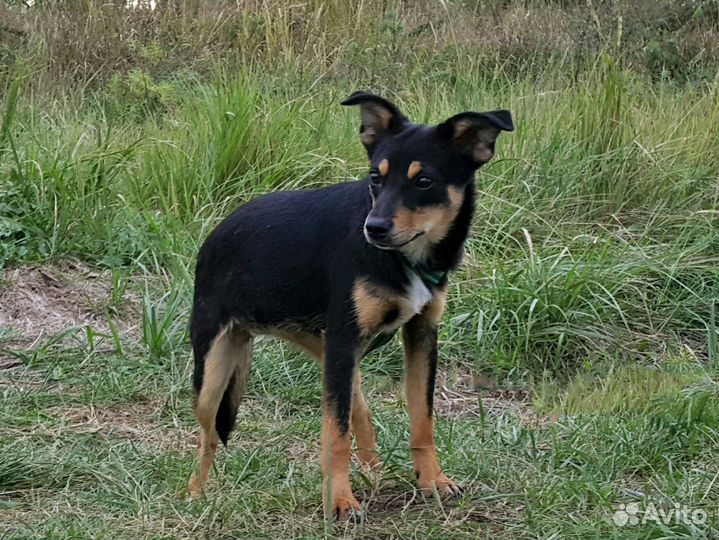 Собака в добрые руки