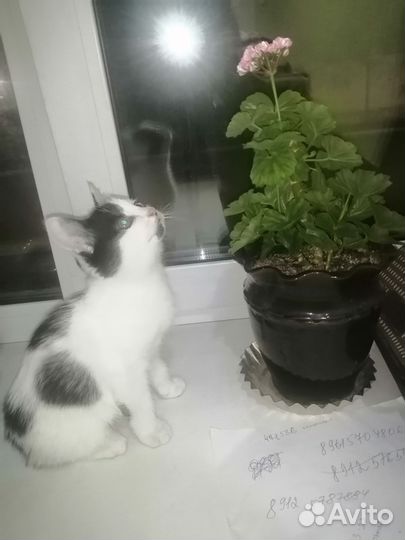 Котёнок в добрые руки