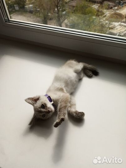 Котёнок 1,5 месяца