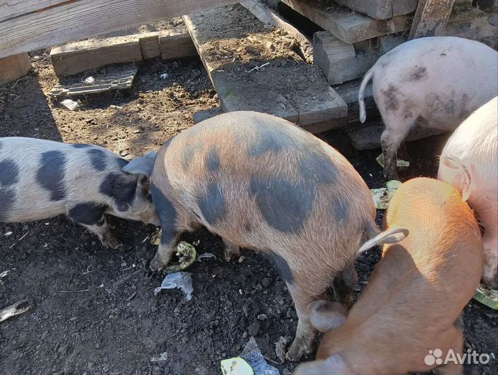 Поросята